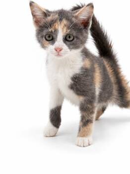 Maisee is seearching for her new BFF - Rainbow gorgeous -  Turkish Van and Domestic Short Hair Cat for Adoption in Bedford Hills, New York - Maisee Is Seearching For Her New BFF - Rainbow Gorgeous | PetCurious
