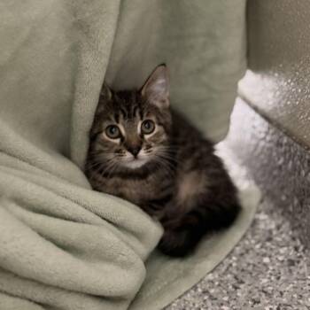 Ottawa -  Domestic Long Hair Cat for Adoption in Enfield, New Hampshire - Ottawa | PetCurious