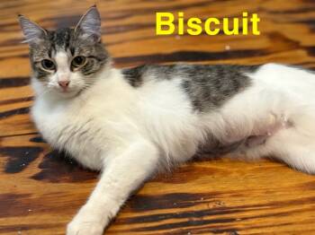 Rescue Domestic Medium Hair Cats for Adoption in The Woodlands, Texas - Biscuits | PetCurious