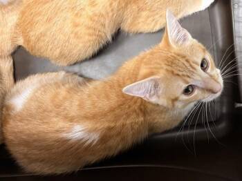 FOREST HILLS -  Domestic Short Hair Cat for Adoption in Boston, Massachusetts - FOREST HILLS | PetCurious