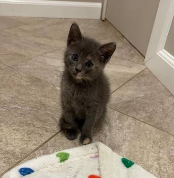 Bliss -  Dilute Tortoiseshell Cat for Adoption in Mastic, New York - Bliss | PetCurious