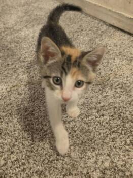 Abigail    KK-3 -  Domestic Short Hair Cat for Adoption in Metamora, Illinois - Abigail    KK-3 | PetCurious