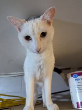 Rescue Domestic Short Hair Cats for Adoption in Waterloo, Iowa - Walter | PetCurious