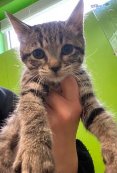Domestic Short Hair Cats Available for Adoption in Delson, Quebec - Elowen | PetCurious