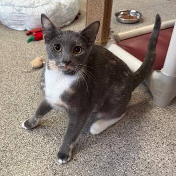 Spice -  Domestic Short Hair Cat for Adoption in Sarasota, Florida - Spice | PetCurious