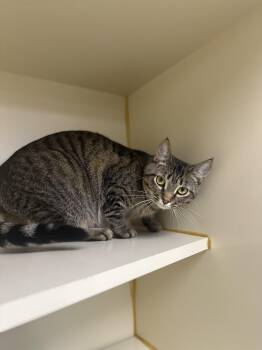 Rescue Domestic Short Hair Cats for Adoption in Myerstown, Pennsylvania - Vixen | PetCurious