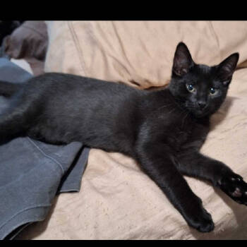 Rescue Domestic Short Hair Cats for Adoption in Shelbyville, Indiana - Shaggy | PetCurious