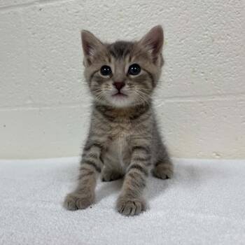 Chris -  Domestic Short Hair Cat for Adoption in Lyndhurst, Virginia - Chris | PetCurious