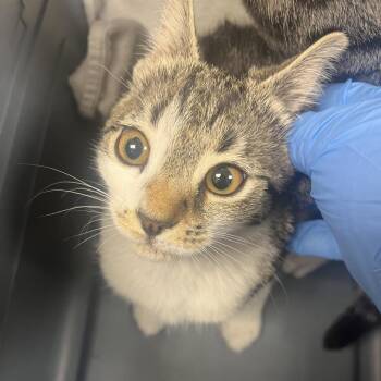 71407 -  Domestic Short Hair Cat for Adoption in Harrisonburg, Virginia - 71407 | PetCurious