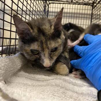 A611166 -  Domestic Short Hair Cat for Adoption in Modesto, California - A611166 | PetCurious