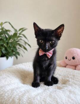 COLT -  Domestic Short Hair Cat for Adoption in Houston, Texas - COLT | PetCurious