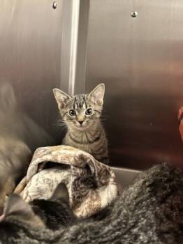 Rescue Domestic Short Hair Cats for Adoption in Batavia, Ohio - Rachel | PetCurious