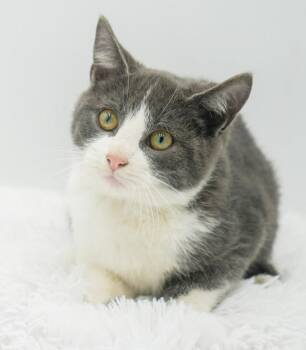 Rescue Turkish Van and Russian Blue Cats for Adoption in Bedford Hills, New York - Dopey Is A Darling Love Bug!  OLD ENOUGH TO GO SOLO!! | PetCurious