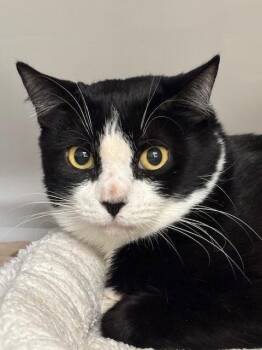 Canyon -  Domestic Short Hair Cat Available for Adoption in Youngtown, Arizona - Canyon | PetCurious