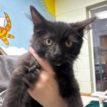 Montero 28658 -  Domestic Medium Hair Cat for Adoption in Middleburg, Florida - Montero 28658 | PetCurious