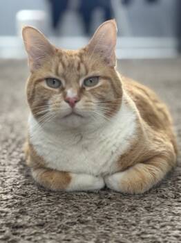 Rescue Domestic Short Hair Cats for Adoption in South Bend, Indiana - Beatbox | PetCurious