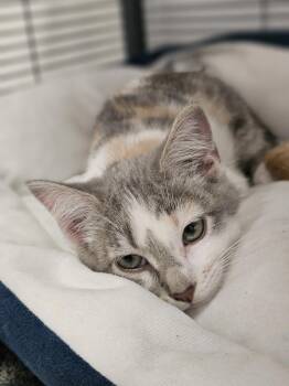 **Cat Cafe** Ketel One -  Domestic Short Hair Cat Available for Adoption in Topeka, Kansas - **Cat Cafe** Ketel One | PetCurious