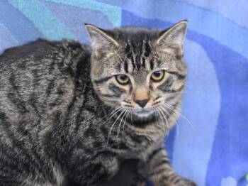Rescue Domestic Short Hair Cats for Adoption in Portland, Oregon - Chaz | PetCurious