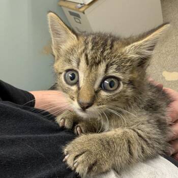 Forester -  Domestic Short Hair Cat for Adoption in Columbia, Missouri - Forester | PetCurious