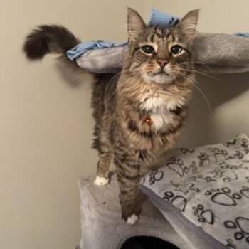 Lyle -  Domestic Medium Hair and Domestic Short Hair Cat for Adoption in Elk Grove Village, Illinois - Lyle | PetCurious