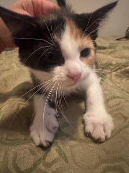 Willow -  Domestic Medium Hair Cat for Adoption in Columbia, Tennessee - Willow | PetCurious