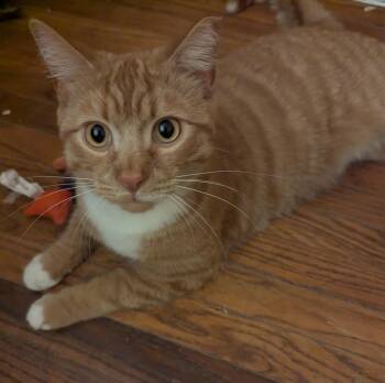 Domestic Short Hair Cats Available for Adoption in Oswego, South Carolina - Ginger | PetCurious