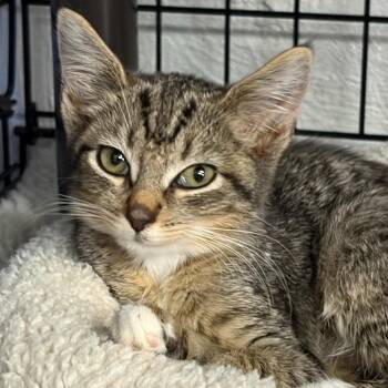 Midge -  Domestic Short Hair Cat for Adoption in Falls Church, Virginia - Midge | PetCurious