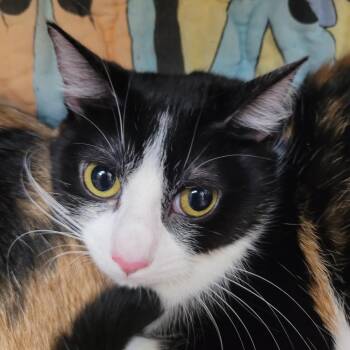 Aurora -  Domestic Short Hair Cat for Adoption in Las Vegas, Nevada - Aurora | PetCurious
