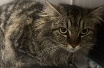 Domestic Long Hair and Domestic Short Hair Cats Available for Adoption - Diana | PetCurious
