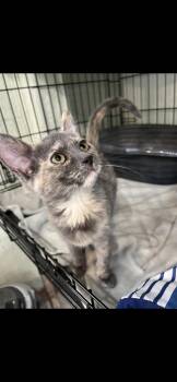 Domestic Short Hair Cats Available for Adoption - Carolina And Dakota  | PetCurious