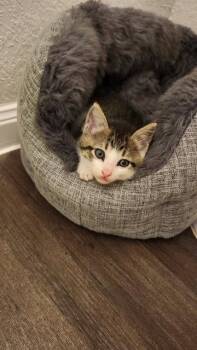 Domestic Medium Hair Cats Available for Adoption in The Woodlands, Texas - Izumi | PetCurious