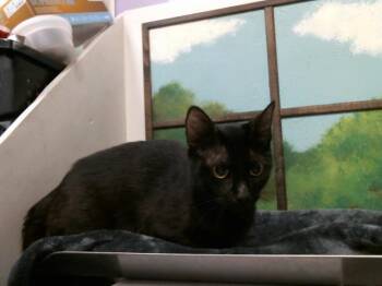 MOM 2 -  Domestic Short Hair Cat for Adoption in Houston, Texas - MOM 2 | PetCurious