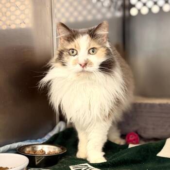 Bambi -  Domestic Long Hair Cat for Adoption in Portage, Michigan - Bambi | PetCurious