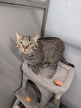 Domestic Short Hair Cats Available for Adoption - Little  Bit | PetCurious