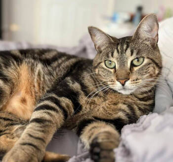 Rescue Domestic Short Hair Cats for Adoption in Mount Laurel Township, New Jersey - Smitty Orchard 8 | PetCurious