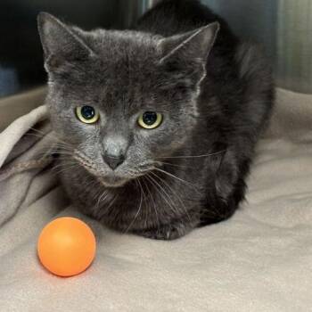 Domestic Short Hair Cats Available for Adoption in Davenport, Iowa - Cutie-Pie | PetCurious