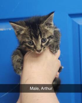 Domestic Short Hair Cats Available for Adoption in Evansville, Indiana - Arthur | PetCurious