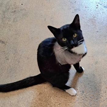 Domestic Short Hair Cats Available for Adoption in Brownsboro, Alabama - Peg Leg | PetCurious
