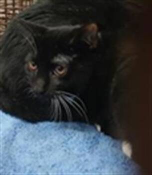 Rescue Domestic Short Hair Cats for Adoption in Fort Lauderdale, Florida - YAHTZEE | PetCurious