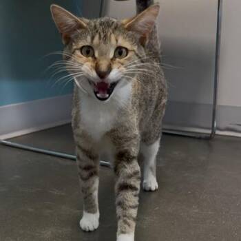 Caramel -  Domestic Short Hair Cat for Adoption in Janesville, Wisconsin - Caramel | PetCurious