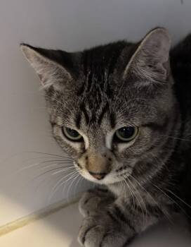 Dwight -  Domestic Short Hair Cat for Adoption in Phoenix, Arizona - Dwight | PetCurious