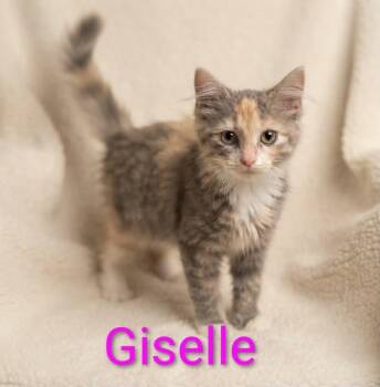 Giselle -  Calico and Tabby Cat for Adoption in Wyandotte, Michigan - Giselle | PetCurious