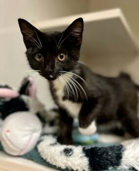Meg -  Domestic Short Hair Cat for Adoption in Larned, Kansas - Meg | PetCurious