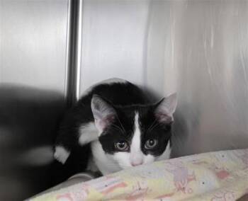 Buttercup -  Domestic Short Hair Cat for Adoption in Montreal, Quebec - Buttercup | PetCurious