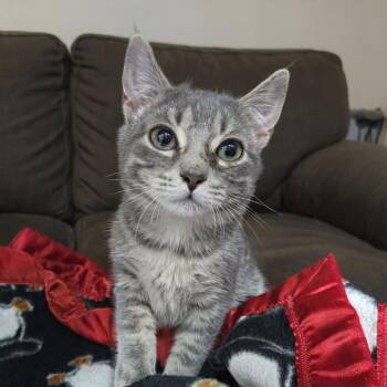 Domestic Short Hair Cats Available for Adoption - Yuki | PetCurious