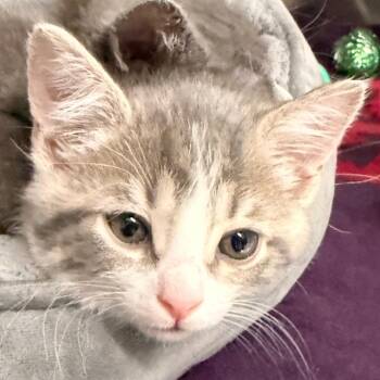 Domestic Short Hair Cats Available for Adoption in Evansville, Indiana - Smalls | PetCurious