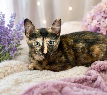 Wren -  Tortoiseshell Cat for Adoption in Gilroy, California - Wren | PetCurious