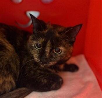 Domestic Short Hair Cats Available for Adoption in Conroe, Texas - SNICKERS | PetCurious
