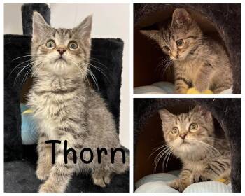 Thorn -  Domestic Medium Hair Cat for Adoption in Pierceton, Indiana - Thorn | PetCurious