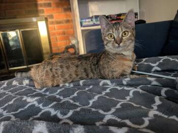 Domestic Short Hair Cats Available for Adoption in Newport, Kentucky - Nutmeg | PetCurious